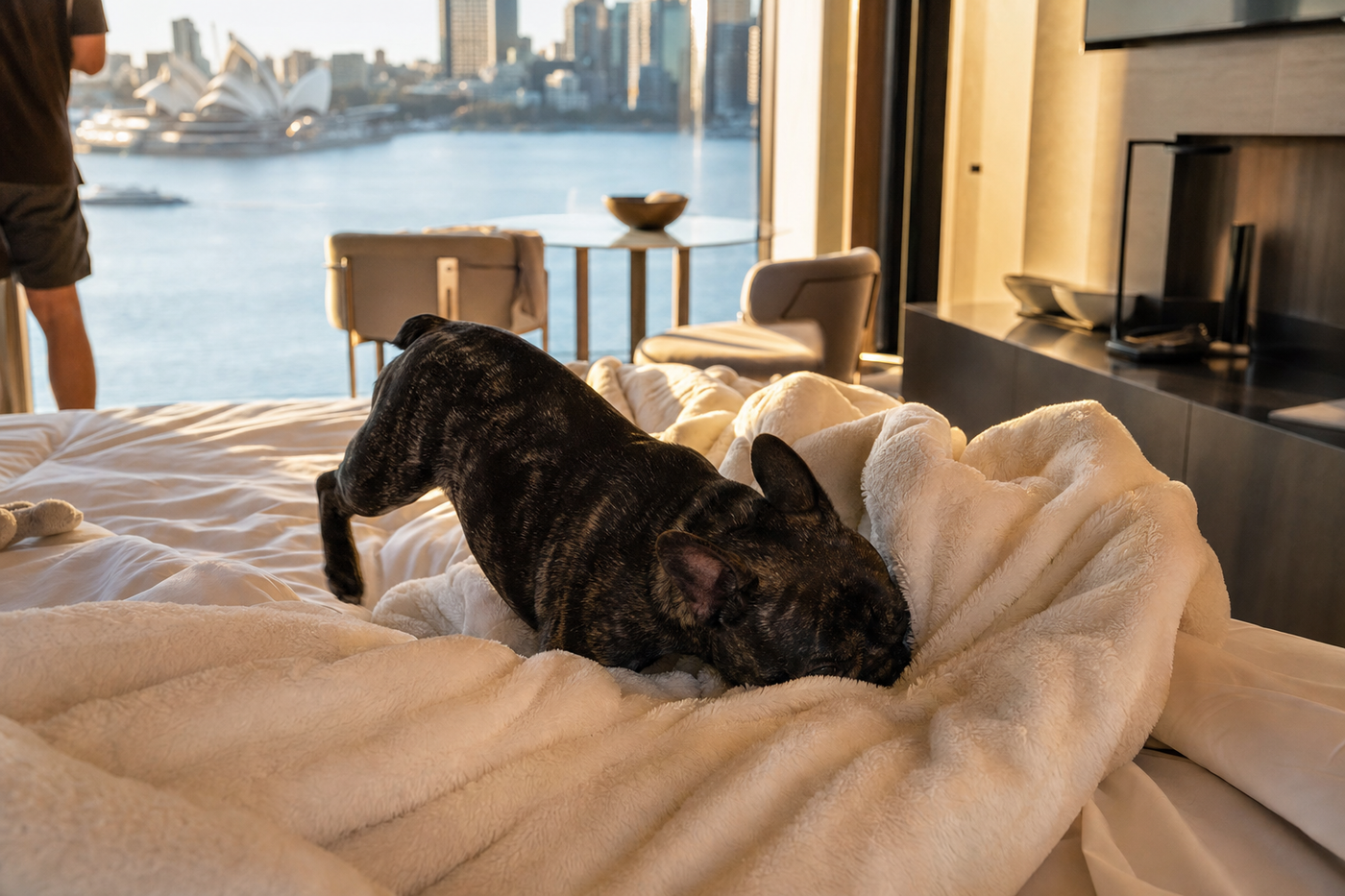 Pet-Friendly Hotels in Australia: Which Chains Allow Dogs?