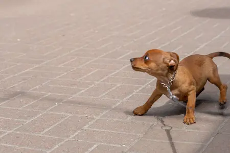 Pancreatitis in Dogs: Signs the Condition Is Getting Worse