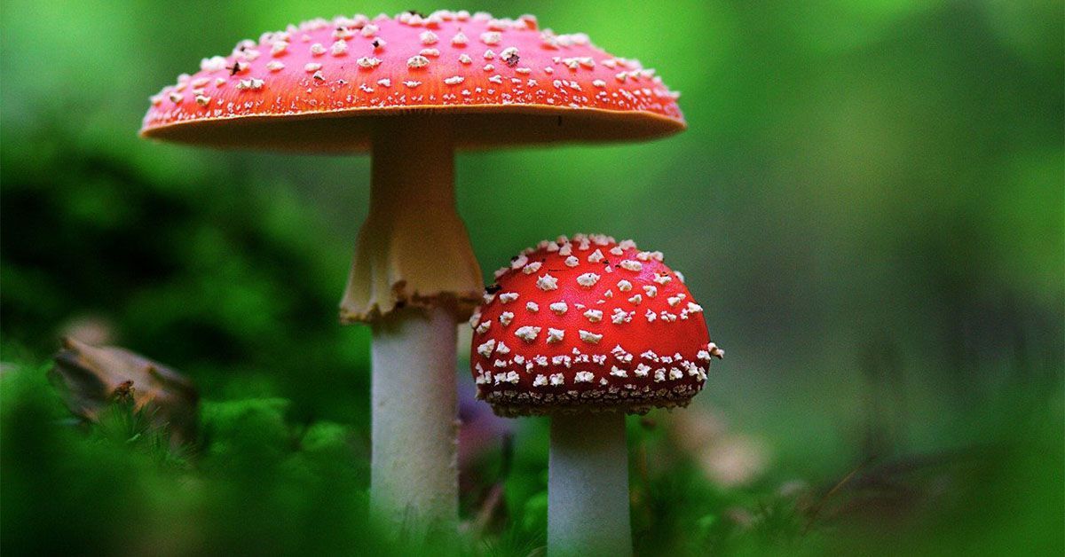 Amanita Mushrooms Are Toxic to Dogs: An Emergency Guide