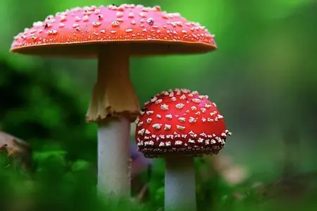 Amanita Mushrooms Are Toxic to Dogs: An Emergency Guide