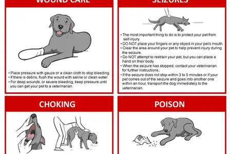 Pet First Aid Tips