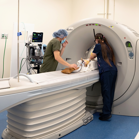 Veterinary professionals helping a small dog in an MRI machine.