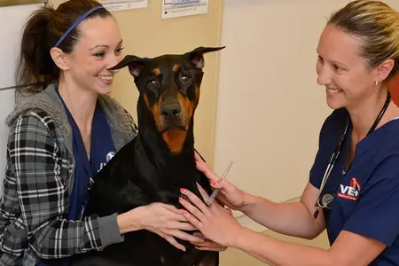 What To Do If You Have A Pet Emergency