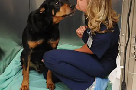 Devastating Parvovirus is Preventable!