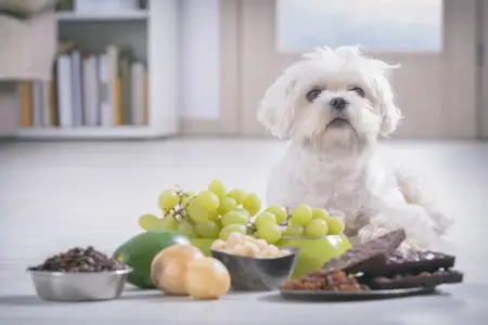 10 Toxic Substances That Can Lead to a Pet Emergency