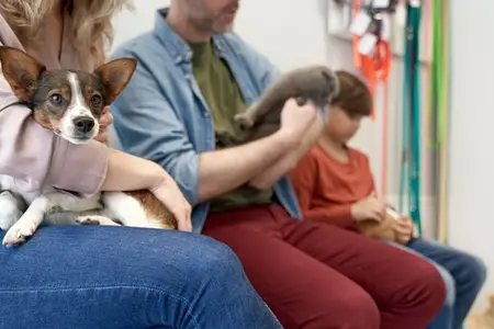 Pancreatitis in Dogs: When to Seek Urgent Care
