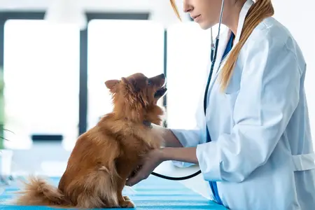 Excessive Urination in Dogs: Recognizing Emergency Signs