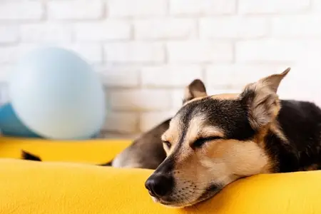 Pneumonia in Dogs: Is It a Veterinary Emergency?
