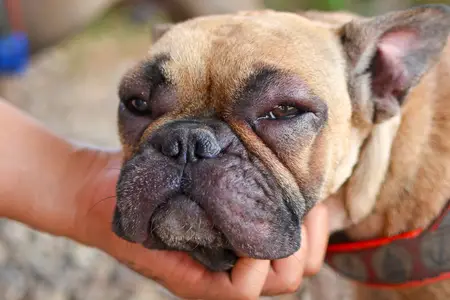 Dog's Swollen Face: Emergency Signs of Anaphylaxis