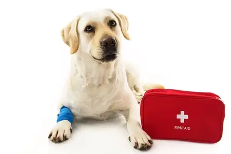 The Emergency Risks of Over the Counter Pain Meds for Dogs