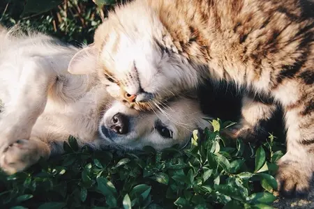 Protecting Your Pet With Pet Insurance