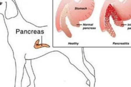Understanding Pancreatitis in Pets