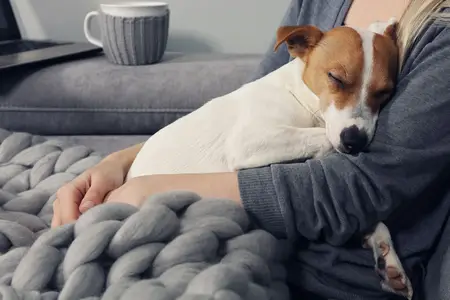 Why Is My Dog Bleeding From the Butt? An Emergency Guide
