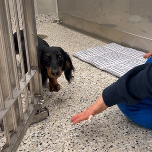 A small black and brown dog walking on a speckled floor in a clinical setting.