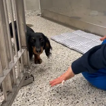 A small black and brown dog walking on a speckled floor in a clinical setting.