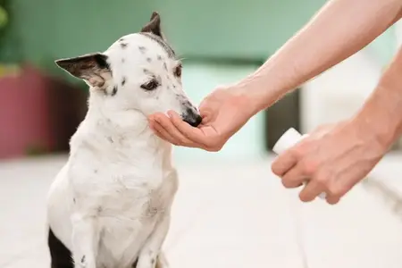 How to Get a Dog to Eat a Pill: Avoiding Serious Complications