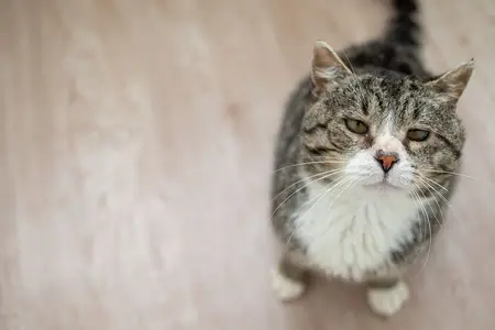 Cat Keeps Throwing Up: Is It an Emergency?