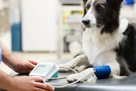 Rimadyl Side Effects in Dogs: Is It an Emergency?