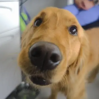 Close up of a golden retriever puppy's nose.