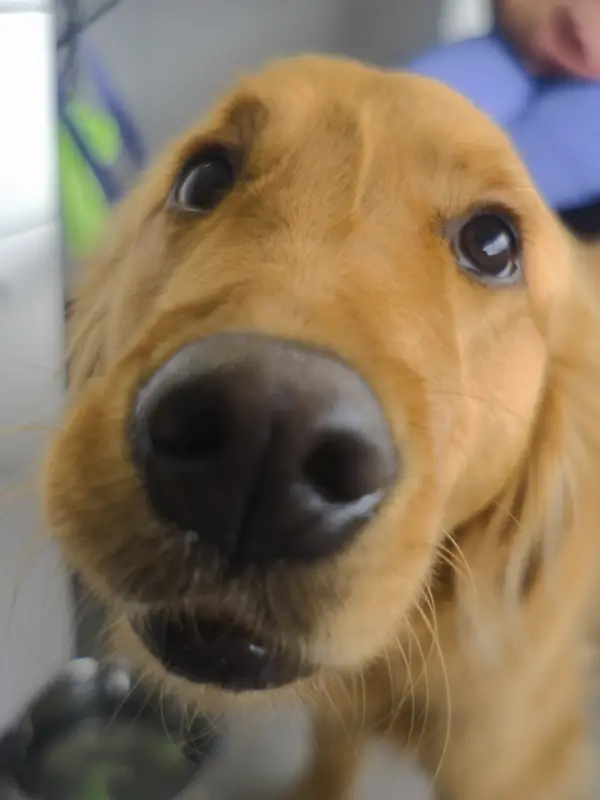 Close up of a golden retriever puppy's nose.