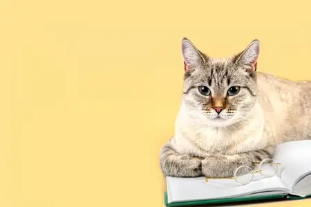 Cat Vomiting: Is It a Veterinary Emergency?