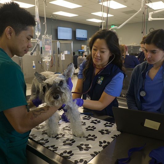 Three vets care for a small gray dog on an exam table in a clinical setting.