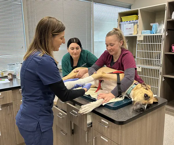 Three vets in scrubs in a veterinary clinic attending to a large dog on a table.
