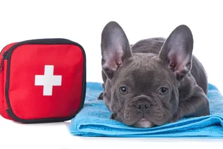 Can Dogs Have Tylenol? Understanding the Toxic Risk