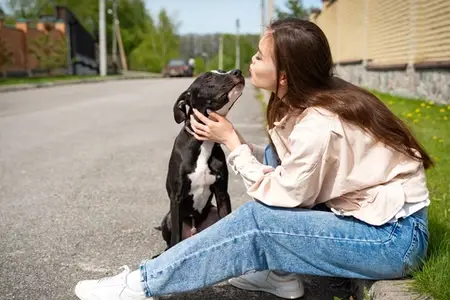 Dog Hit by Car, No Visible Injuries: Critical Next Steps