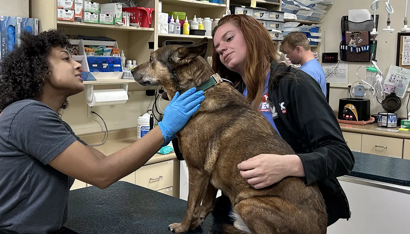 Two veterinary professionals affectionately comforting and caring for a brown dog in a clinical setting with medical equipment around them.