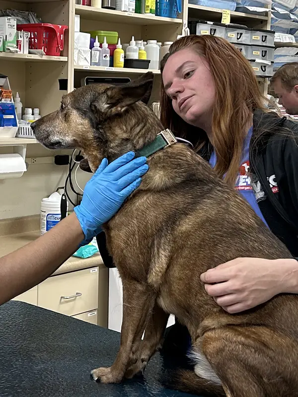 Two veterinary professionals affectionately comforting and caring for a brown dog in a clinical setting with medical equipment around them.