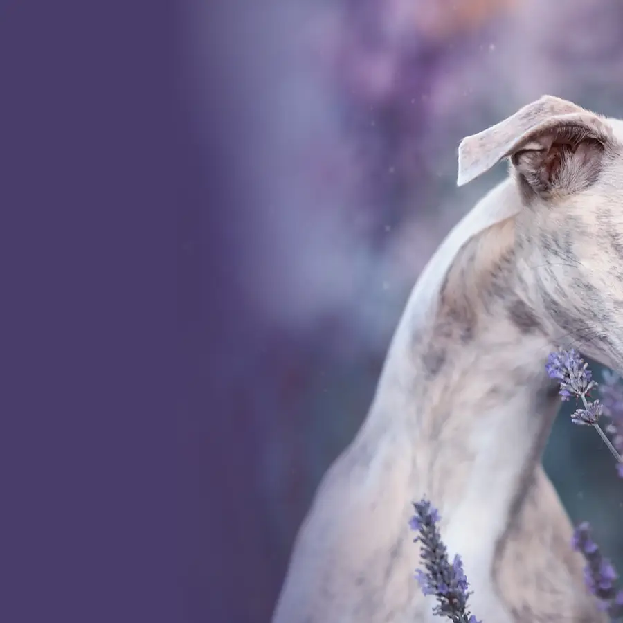 Brindle greyhound in a lavender field.