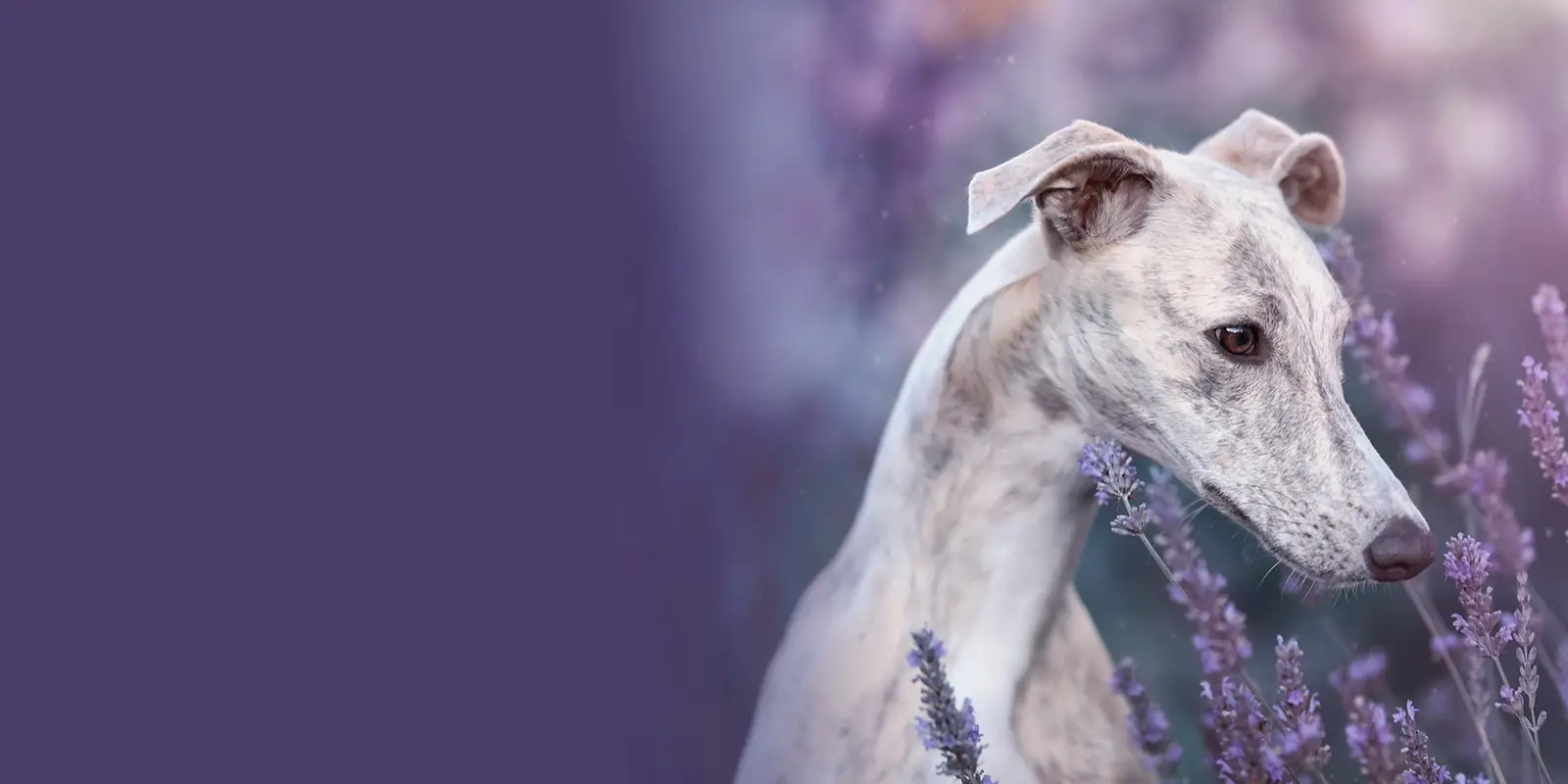 Brindle greyhound in a lavender field.