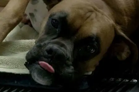 Can Your Pet Save a Life?