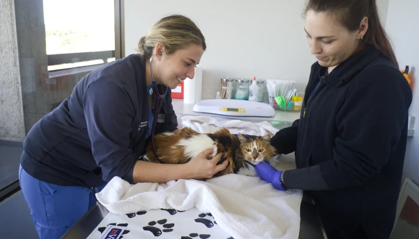 Veterinary professionals caring for a cat in a clinical setting with medical equipment around them.