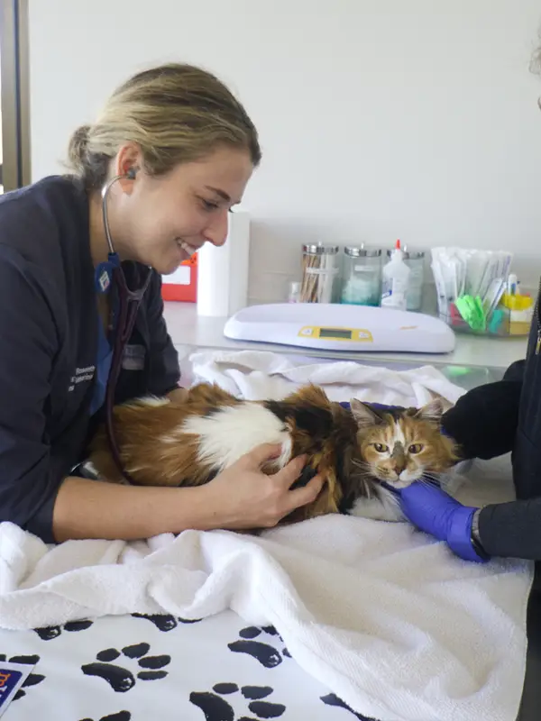 Veterinary professionals caring for a cat in a clinical setting with medical equipment around them.