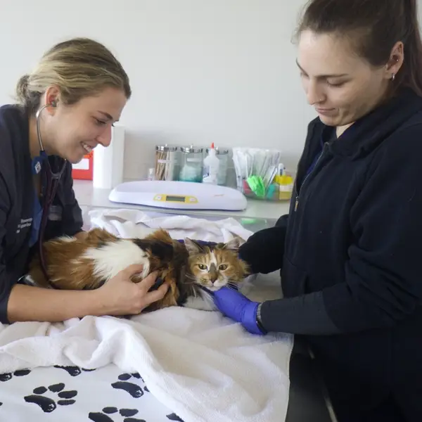 Veterinary professionals caring for a cat in a clinical setting with medical equipment around them.