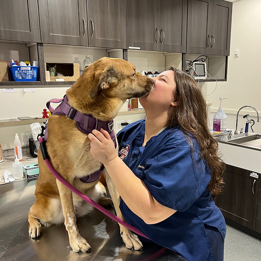 Woman vet in a blue scrub top kisses a large brown dog in a purple harness.