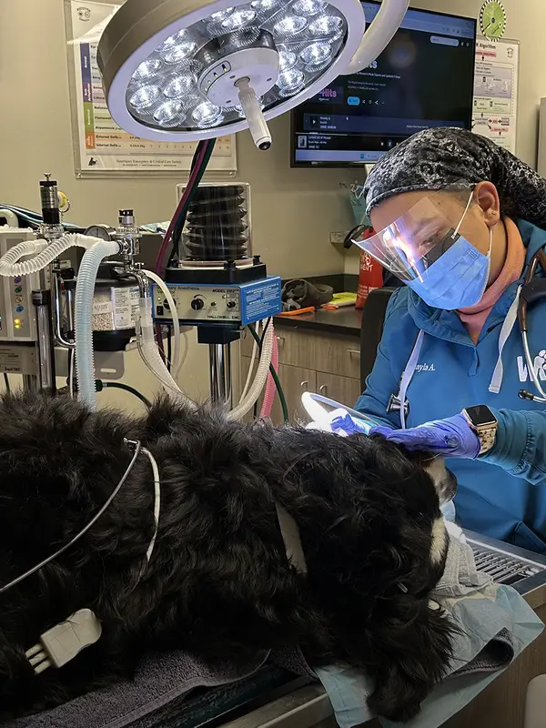 A veterinarian performs a procedure on a large fluffy black dog in an operating room with medical equipment.