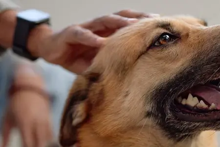 Onion Poisoning in Dogs: When Is It an Emergency?