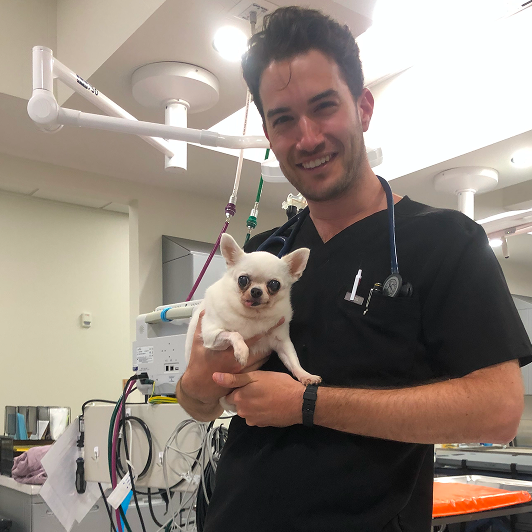 A smiling vet in black scrub top and stethoscope holds a small white chihuahua with big eyes.