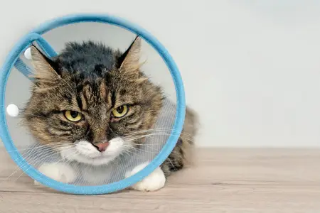 Injuries to a Cat's Eyeball: Recognizing an Emergency