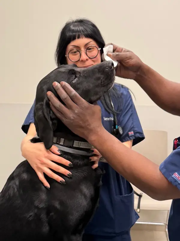 Two vets in blue uniform scrubs interacting with a large black dog on an examination table.