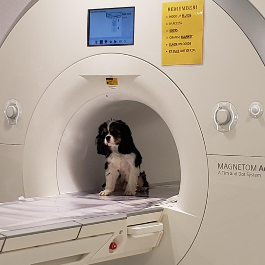 A small black and white dog sits in an MRI machine.