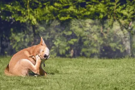 Flea Allergic Dermatitis in Dogs: Why Prompt Care Is Critical