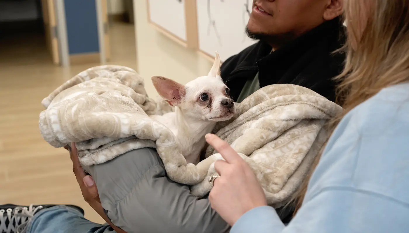 A man and woman sit holding a Chihuahua wrapped in a brown blanket.