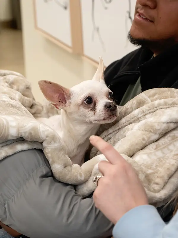 A man and woman sit holding a Chihuahua wrapped in a brown blanket.