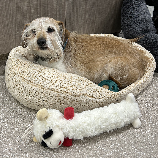 A small, wiry-haired dog lying in a cream pet bed with a teal chew toy, next to a plush lamb toy on the floor.