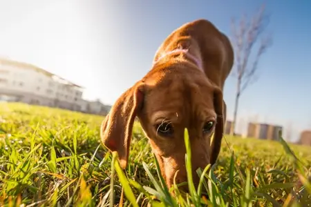 Foxtail in Dog's Nose: Recognizing the Urgent Signs