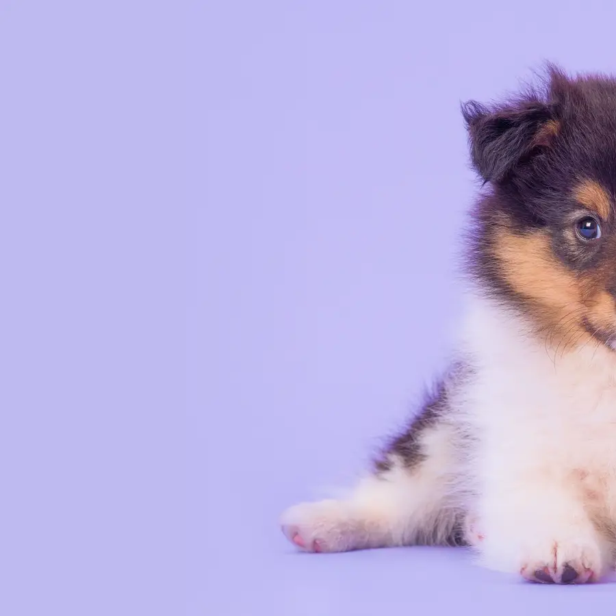 Fluffy white and brown puppy on a light purple background.